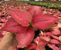 2" Custom Asst: Aglaonema Geely Red